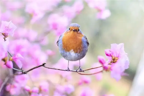 Dream Interpretation of Hearing Birds Singing - NuvoraDream - DreamDecode-DreamDecode