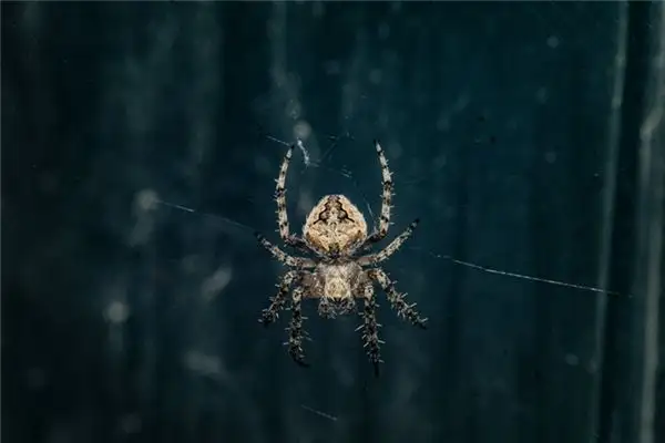 Dreaming of Spiders Meaning and Interpretation - NuvoraDream - DreamDecode-DreamDecode