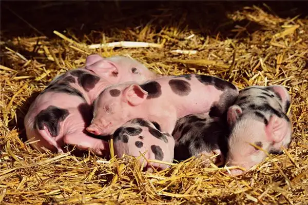 Dream Interpretation of Seeing Many Pigs - NuvoraDream - DreamDecode-DreamDecode