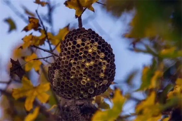 Dream Interpretation of Beehive in Dream NuvoraDream - DreamDecode-DreamDecode