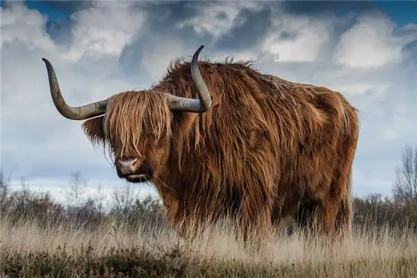 Dream Interpretation of Cows Eating People - NuvoraDream - DreamDecode-DreamDecode