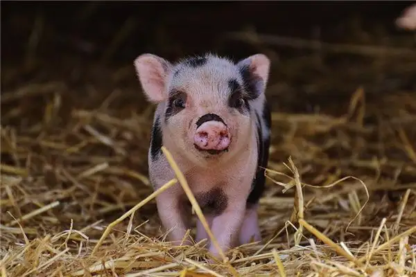 Dream Interpretation Wife Holding a Pig Meaning - NuvoraDream - DreamDecode-DreamDecode