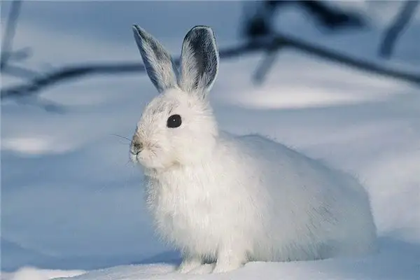 Dream of White Rabbit Meaning - NuvoraDream Interpretation - DreamDecode-DreamDecode