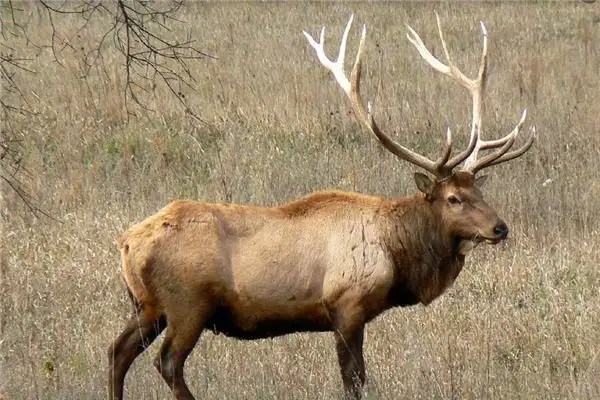 Dream of Elk Deer Meaning and Interpretation - NuvoraDream-DreamDecode
