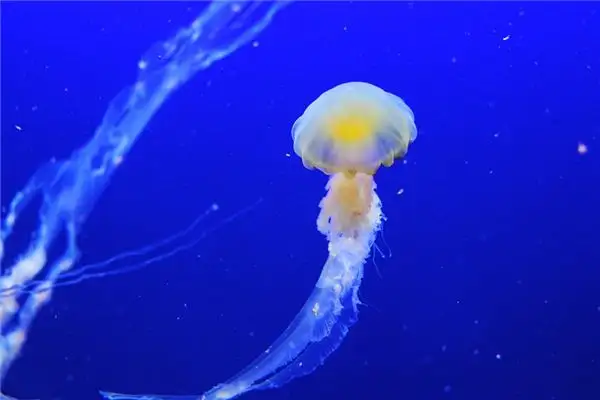 Dream of Jellyfish Meaning and Interpretation - NuvoraDream - DreamDecode-DreamDecode