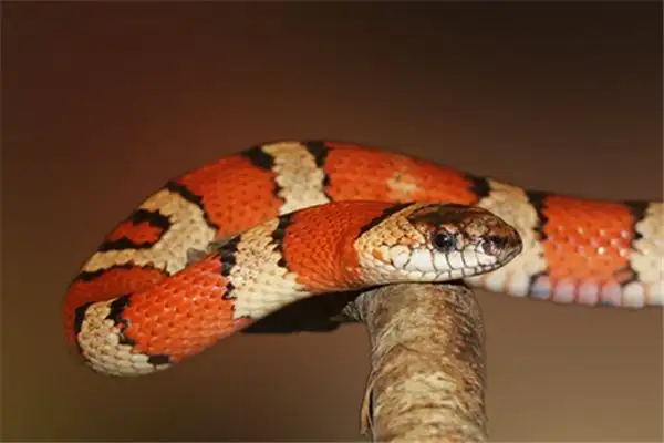 Dream Interpretation of Seeing a Big Snake - NuvoraDream - DreamDecode-DreamDecode