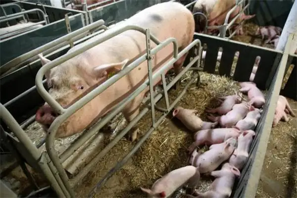 Dream Interpretation of Pigs Giving Birth in Your Sleep - NuvoraDream - DreamDecode-DreamDecode