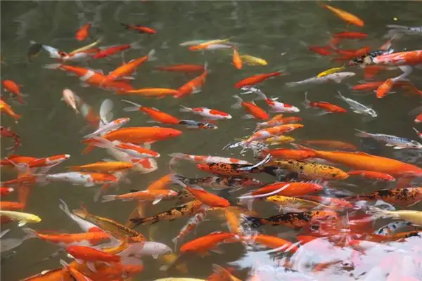 Dream Interpretation Feeding Fish in Dream Meaning - NuvoraDream - DreamDecode-DreamDecode