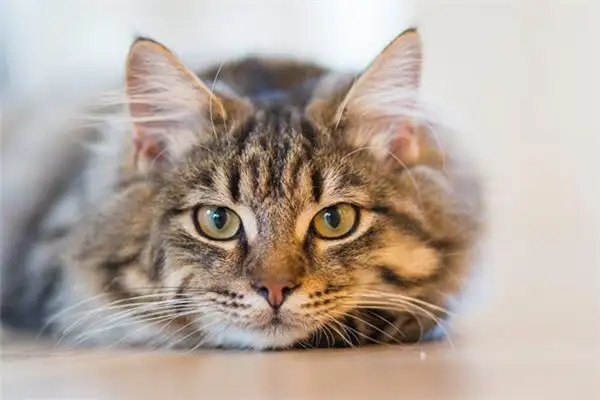 Dream Interpretation of Killing a Cat - NuvoraDream - DreamDecode-DreamDecode