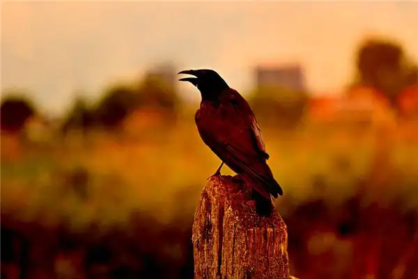 Dream of a Big Crow Meaning and Interpretation - NuvoraDream - DreamDecode-DreamDecode