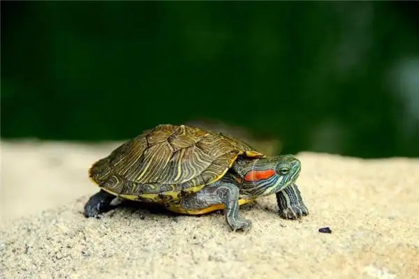 Dream Interpretation of Holding a Turtle in Your Hand - NuvoraDream - DreamDecode-DreamDecode