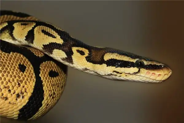 Dreaming of a Snake Head Meaning and Interpretation - NuvoraDream - DreamDecode-DreamDecode