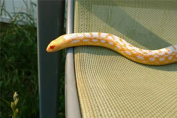 Dream of a Golden Snake Meaning and Interpretation - NuvoraDream - DreamDecode-DreamDecode