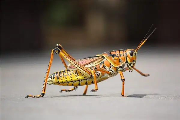 Dreaming of Grasshoppers Meaning and Interpretation - NuvoraDream