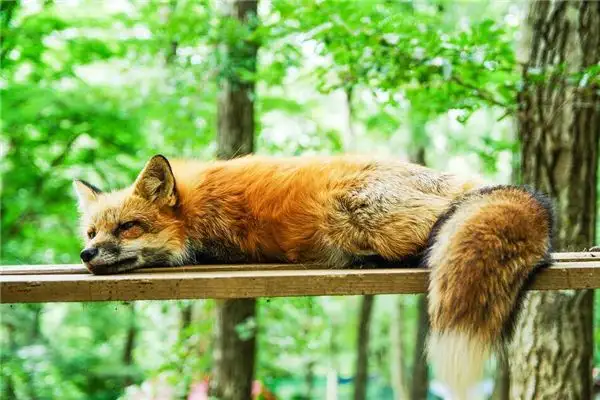 Dream Interpretation of Seeing Dead Prey - NuvoraDream - DreamDecode-DreamDecode