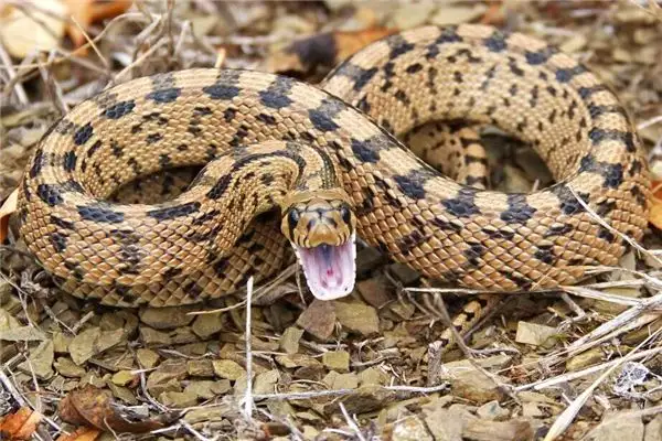 Dreaming of a Snake in the House Meaning and Interpretation - DreamDecode-DreamDecode