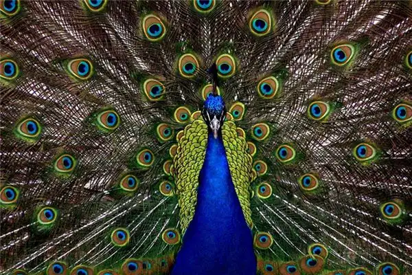 Dream of Peacock Crowing Meaning and Interpretation - DreamDecode-DreamDecode