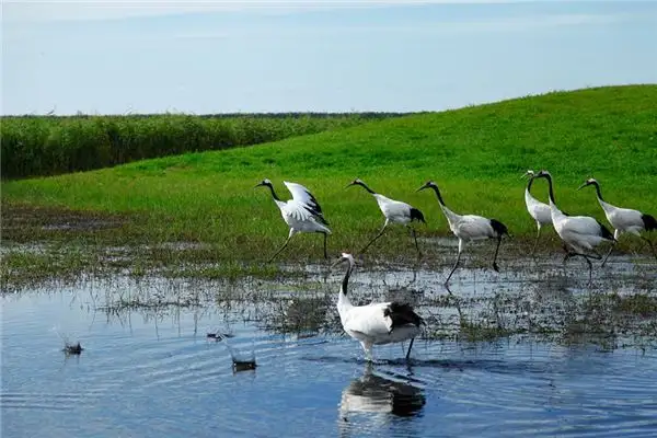 Dream of Red-Crowned Crane Meaning and Interpretation - NuvoraDream - DreamDecode-DreamDecode