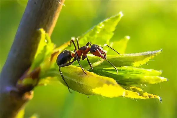 Dream Interpretation Two Ants Fighting Meaning in Dreams