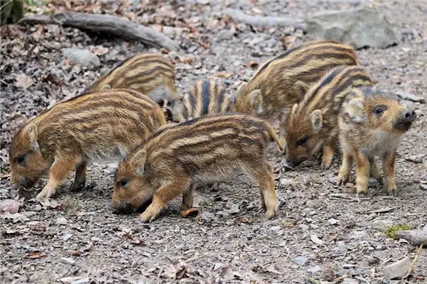 Dream Interpretation of Piglets Nursing Meaning and Symbolism - DreamDecode-DreamDecode