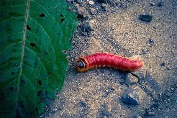 Dream Interpretation of Red Insects NuvoraDream - DreamDecode-DreamDecode
