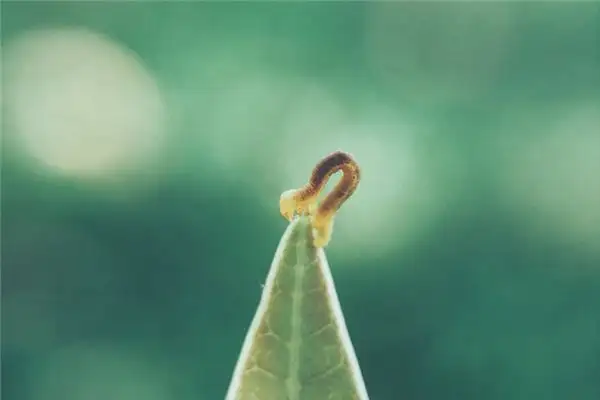 Dream Interpretation of Maggots in Dreams - NuvoraDream - DreamDecode-DreamDecode