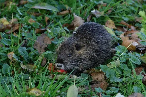 Dream of Muskrat Meaning - NuvoraDream - DreamDecode-DreamDecode