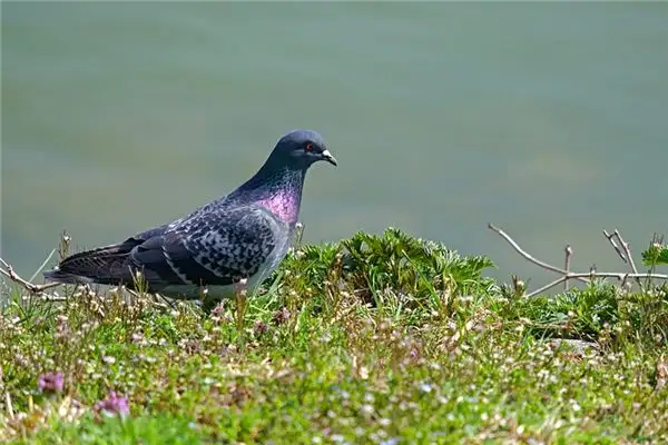 Dream of Pigeons Meaning and Interpretation - NuvoraDream - DreamDecode-DreamDecode