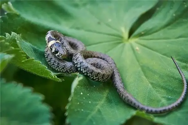 Dream Interpretation of a Snake Entering Your Body - NuvoraDream - DreamDecode-DreamDecode