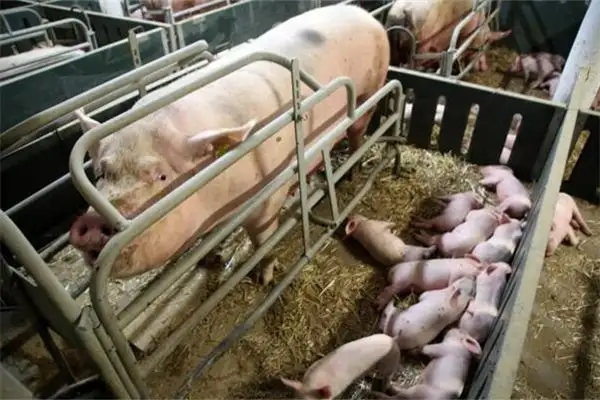 Dream of Pigs Giving Birth to Many Piglets Meaning and Interpretation