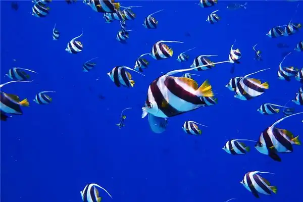 Dream Interpretation Many Fish Meaning - NuvoraDream