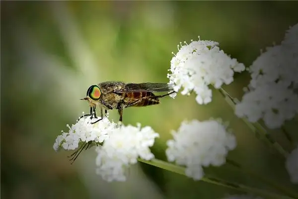 Dream Interpretation of Horseflies in Your Sleep - NuvoraDream - DreamDecode-DreamDecode