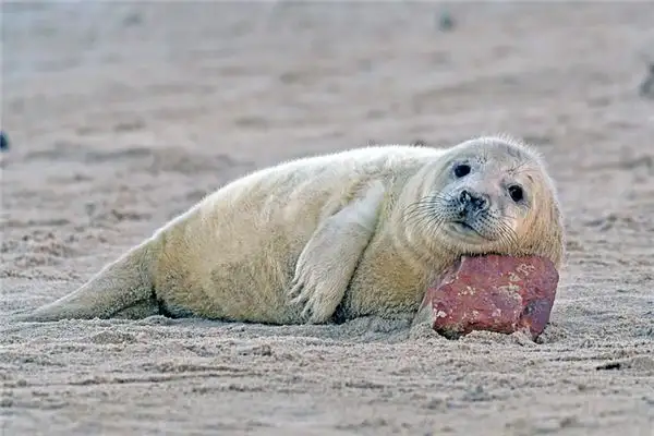 Dream Meaning of Seals - Nuvora Dream Interpretation - DreamDecode-DreamDecode