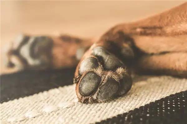 Dream Interpretation Animal Claws Meaning NuvoraDream - DreamDecode-DreamDecode