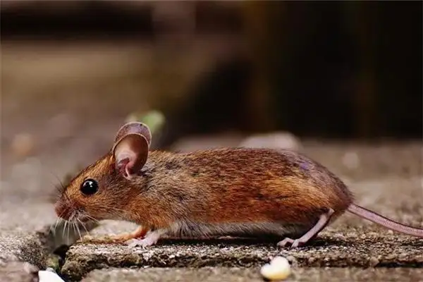 Dreaming of Dead Rats Meaning and Interpretation - NuvoraDream - DreamDecode-DreamDecode