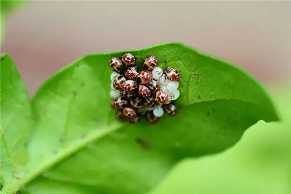 Dream Interpretation of Seeing Insect Eggs - NuvoraDream - DreamDecode-DreamDecode