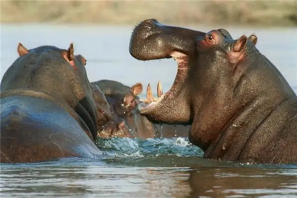 Dream Interpretation Hippo Meaning in Dreams NuvoraDream - DreamDecode-DreamDecode