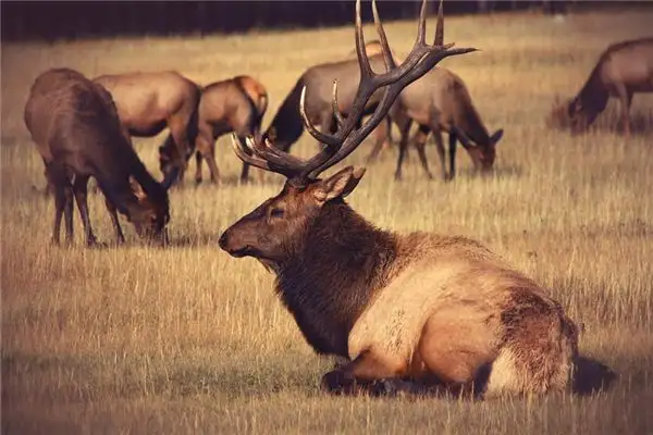 Dream of a Bull Meaning and Interpretation - NuvoraDream - DreamDecode-DreamDecode