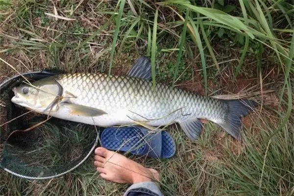 Dream Interpretation Holding a Fish with Hands NuvoraDream - DreamDecode-DreamDecode