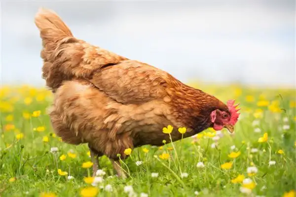 Dream Interpretation Buying Selling and Holding Chickens Meaning - DreamDecode-DreamDecode