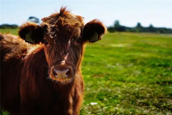 Dream Interpretation of a Talking Cow in Your Dream - DreamDecode-DreamDecode
