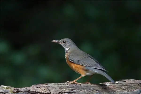 Dream of Thrushes Meaning - NuvoraDream Interpretation - DreamDecode-DreamDecode