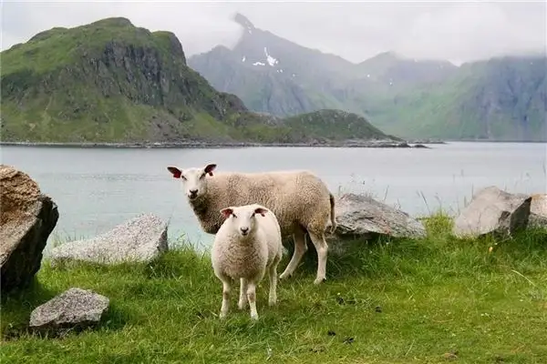 Dream Interpretation Talking to Livestock in Your Dream NuvoraDream - DreamDecode-DreamDecode
