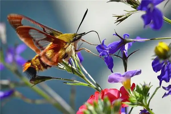 Dream Interpretation of Moths and Silkworms Meaning in Dreams - NuvoDream - DreamDecode-DreamDecode
