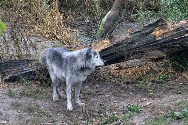 Dream Interpretation of Being Chased by Jackals with Friends - NuvoraDream - DreamDecode-DreamDecode