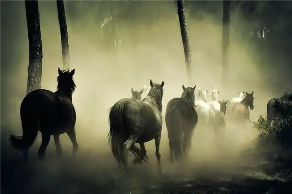 Dream Interpretation of Seeing a Herd of Horses - DreamDecode-DreamDecode