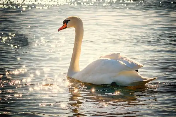 Dream of Swans Meaning and Interpretation - NuvoraDream - DreamDecode-DreamDecode