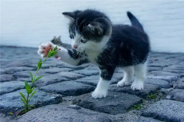 Dream Interpretation of Pets at NuvoraDream - DreamDecode-DreamDecode