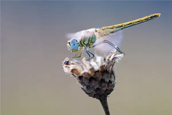 Dream of Dragonflies Meaning and Interpretation - NuvoraDream - DreamDecode-DreamDecode