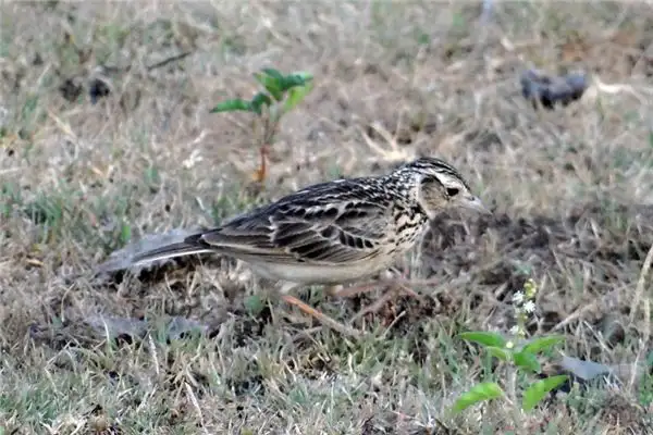 Dream of a Lark Meaning and Interpretation - NuvoraDream - DreamDecode-DreamDecode